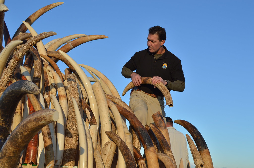 Trafficking Illegal Ivory in East Africa